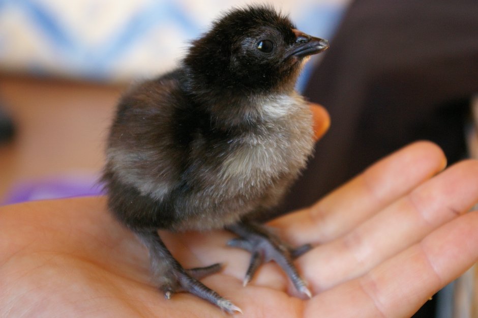 Коростель птенец черный