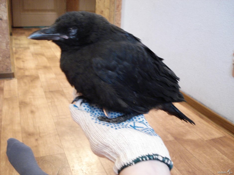 Гнездо вороны