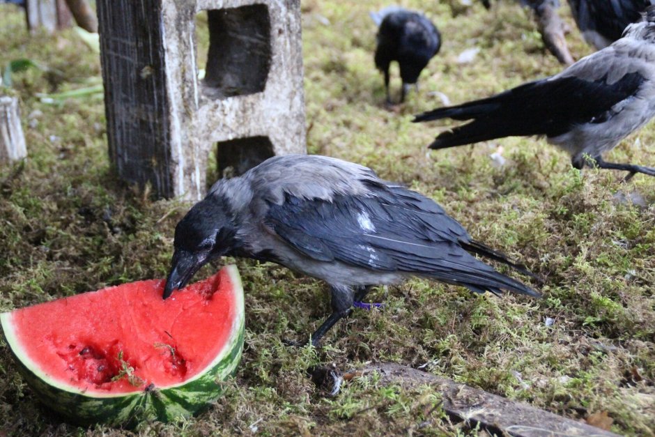 Птенец Грача