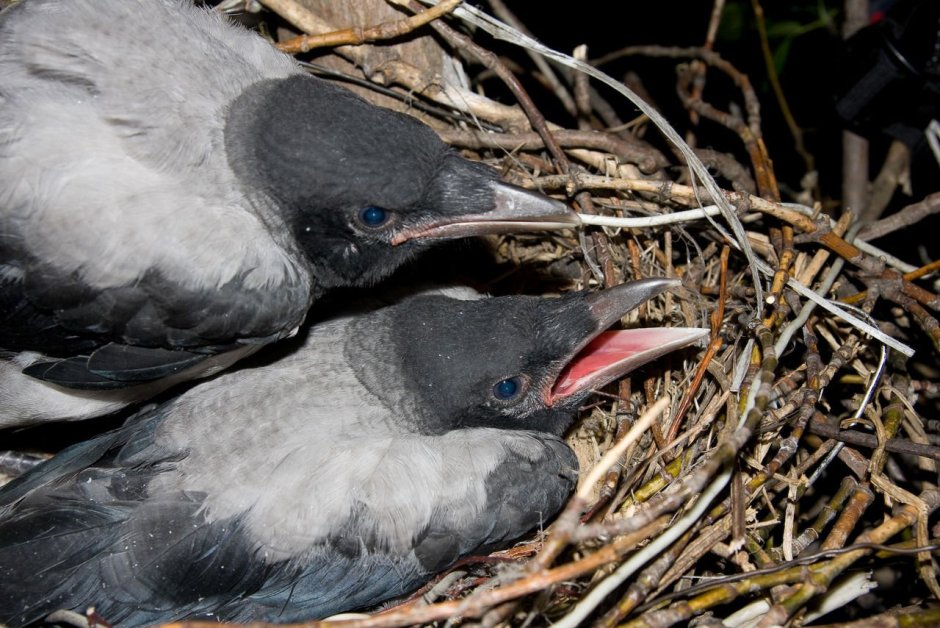 Милые вороны