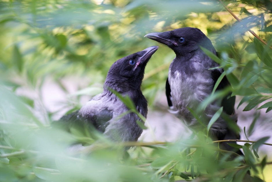 Клюв вороны с птенца