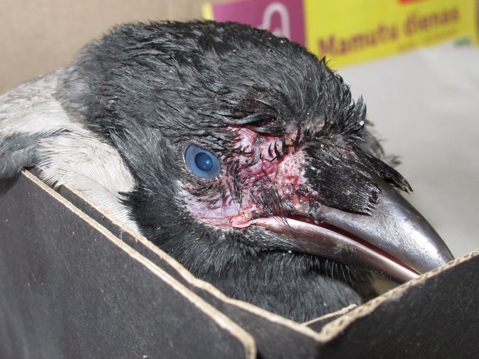 Цыпленок ворона