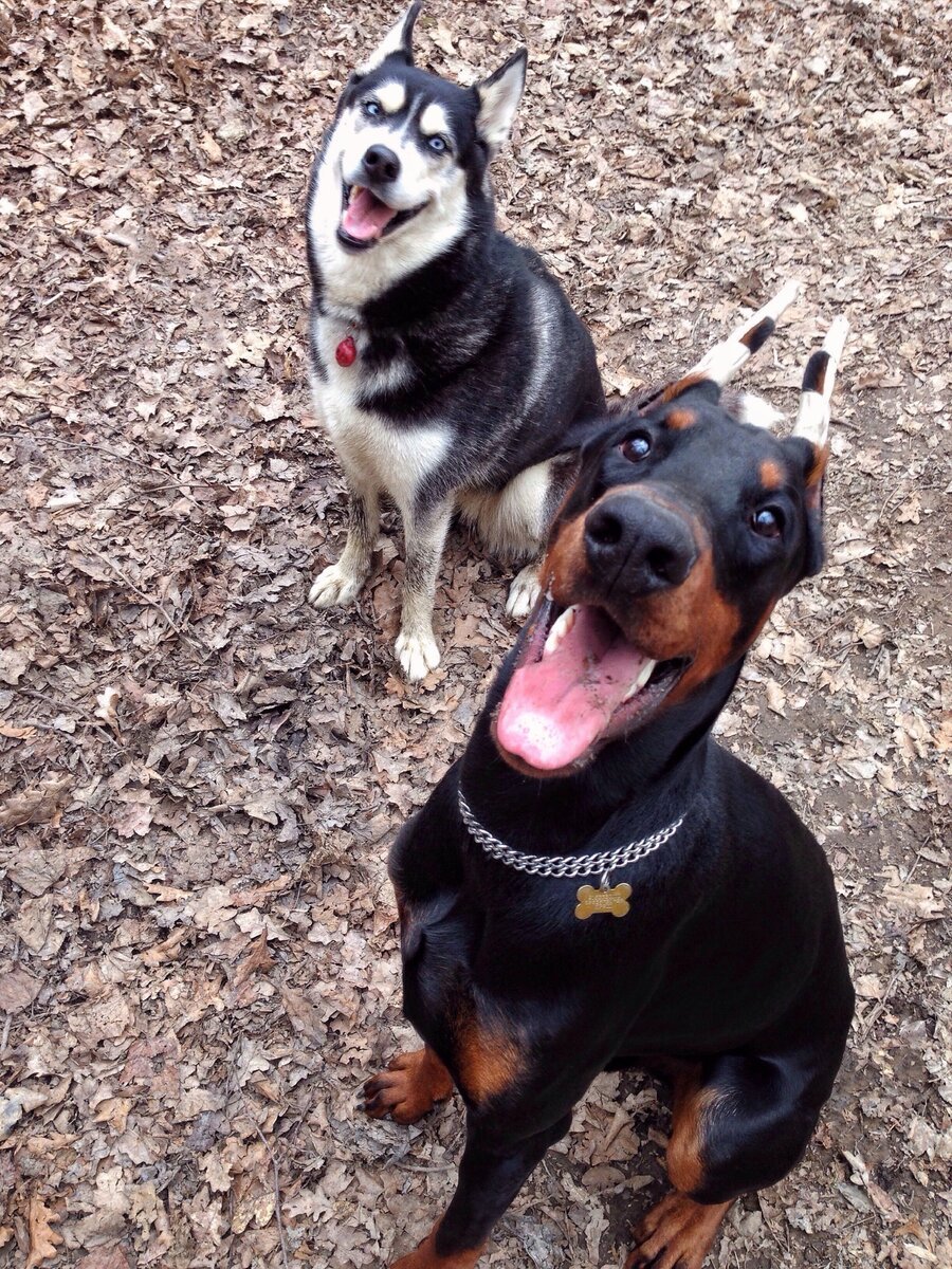 Смесь добермана и хаски