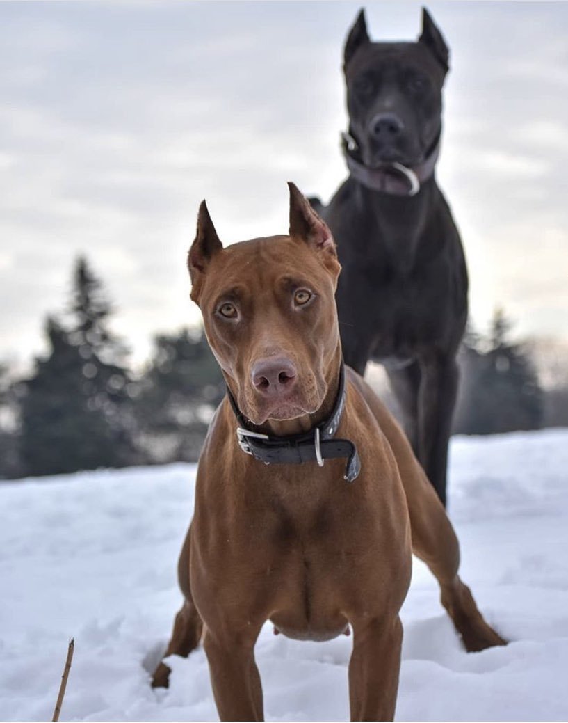 Стаффордширский терьер и Доберман