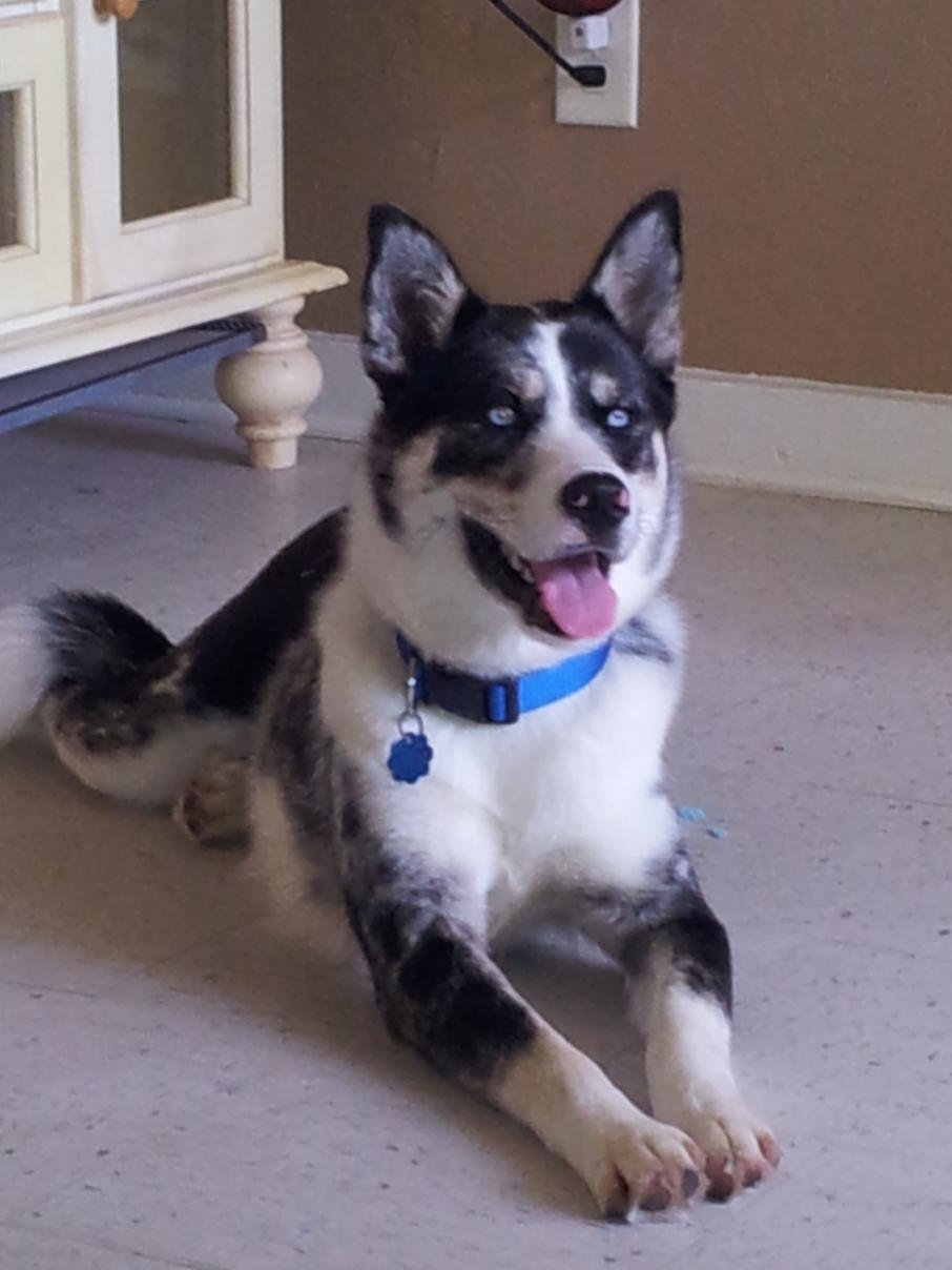 Метис хаски и далматинца