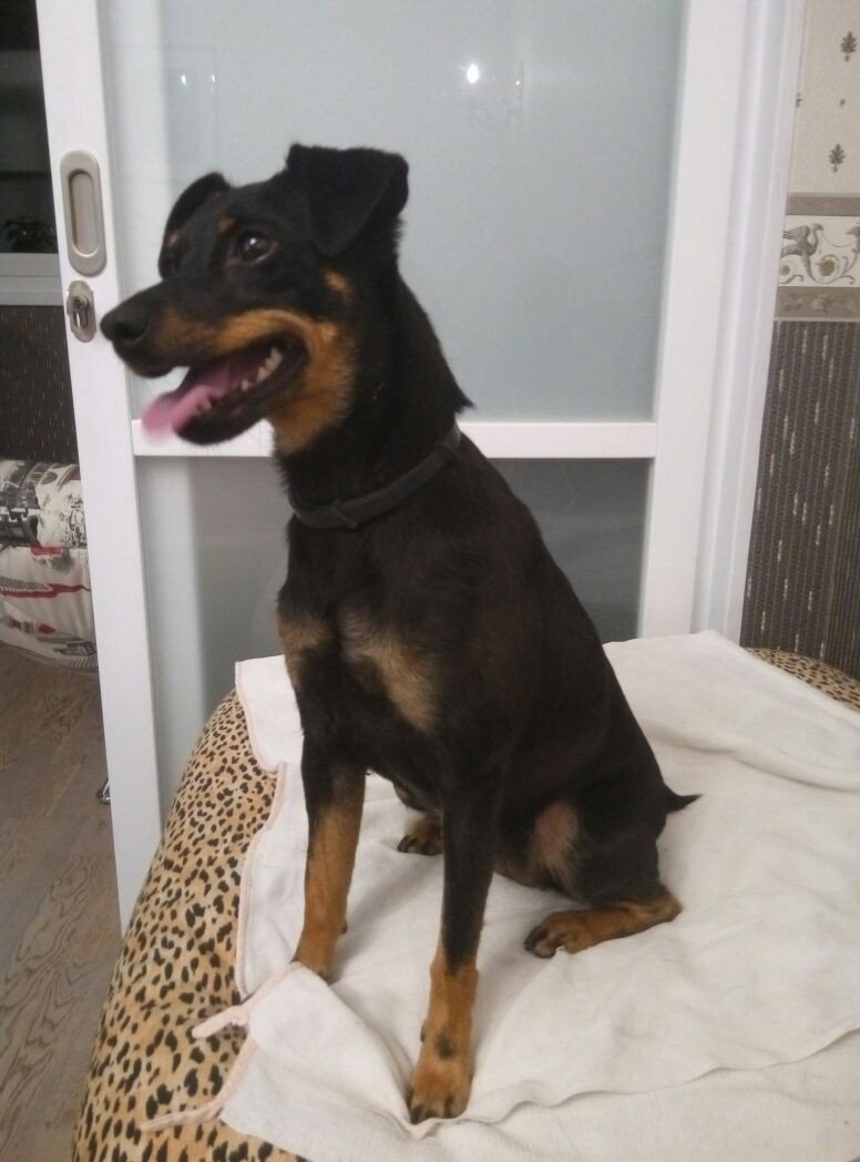 Собака метис пинчера