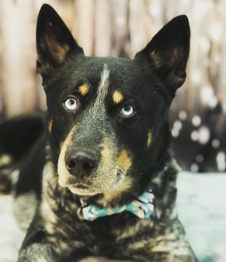 Доберман и хаски