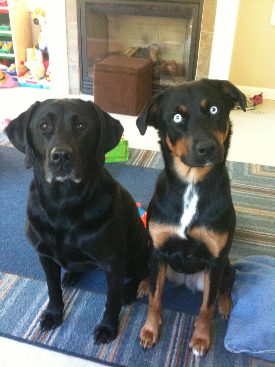 Метис добермана и лабрадора