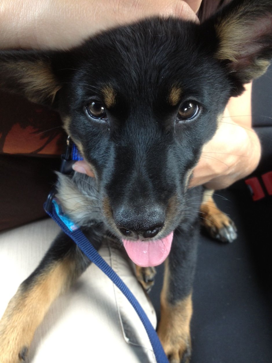 Метис хаски и добермана