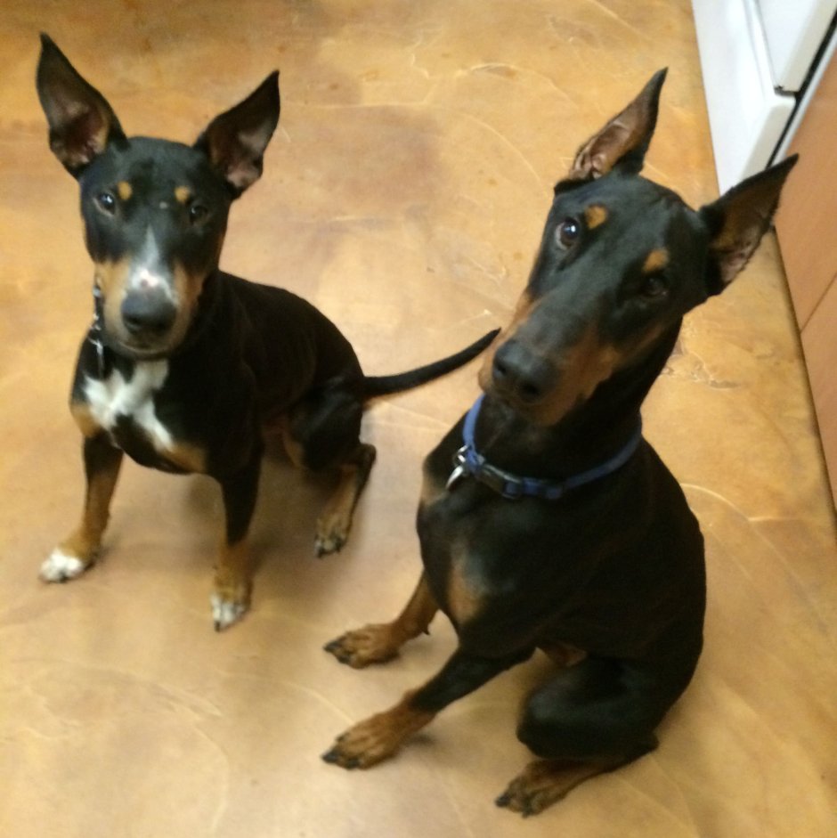 Смесь бультерьера и добермана