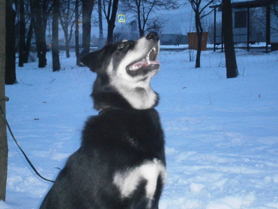 Помесь добермана и хаски