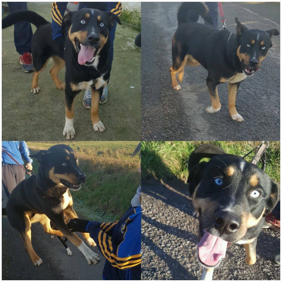 Метис хаски и ротвейлера