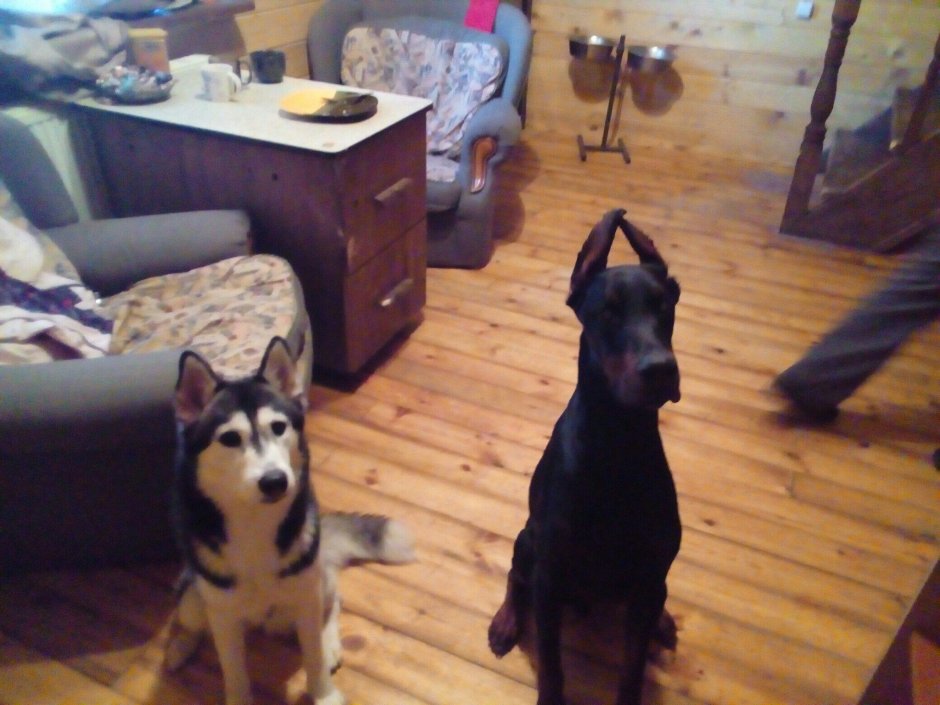 Доберман и хаски