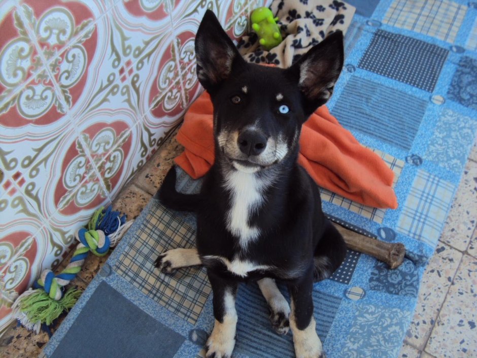 Помесь добермана и хаски