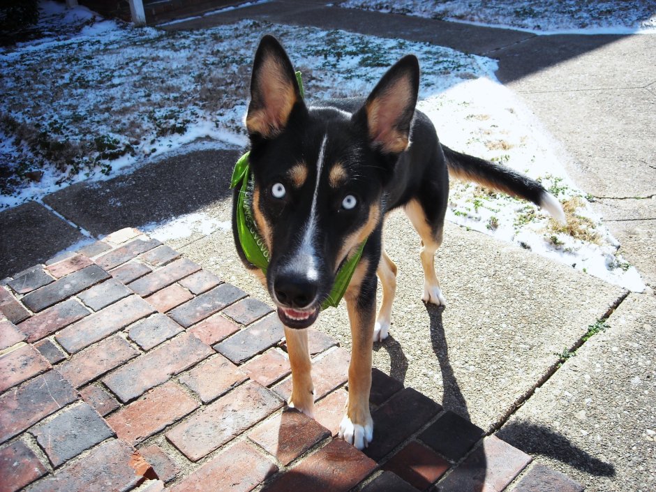 Метис хаски и добермана