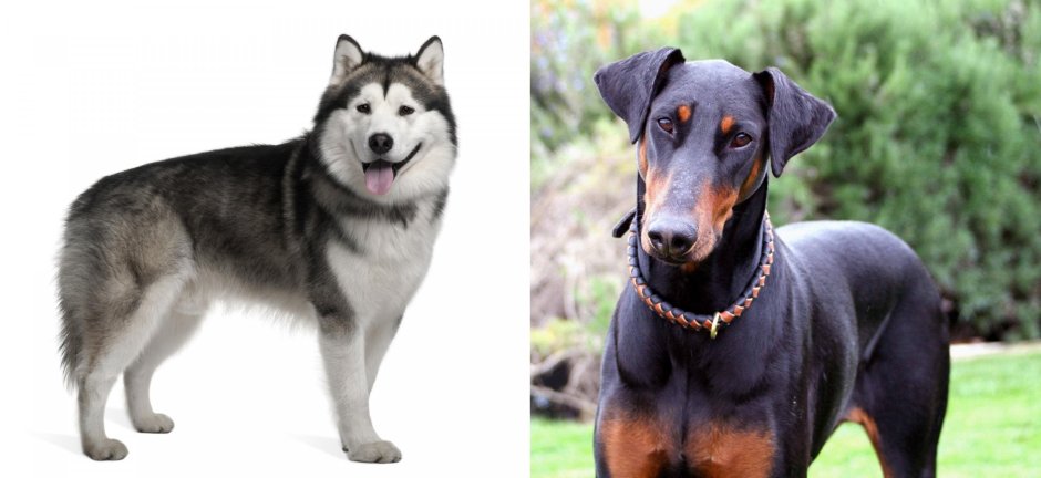 Доберман и лайка