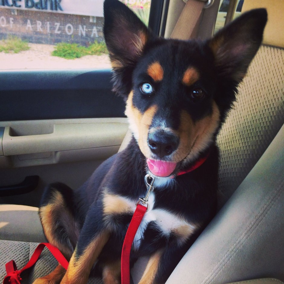 Husky Rottweiler Mix
