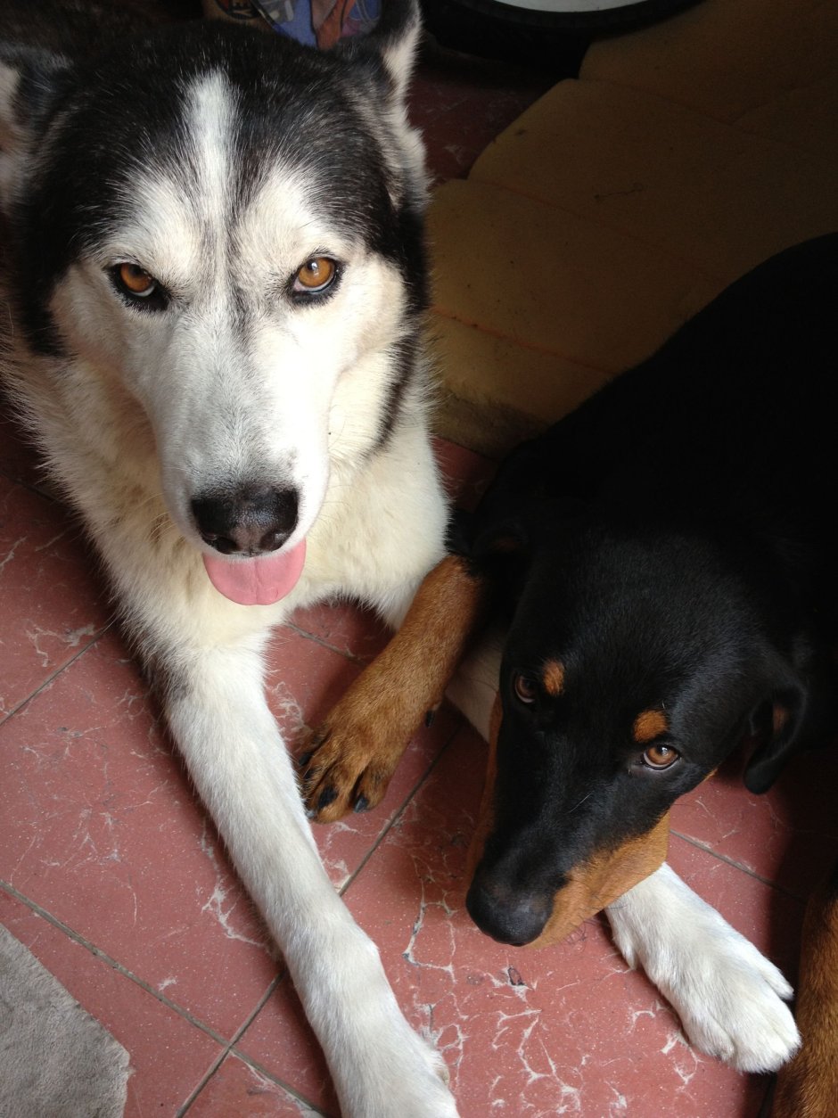 Метис хаски и добермана