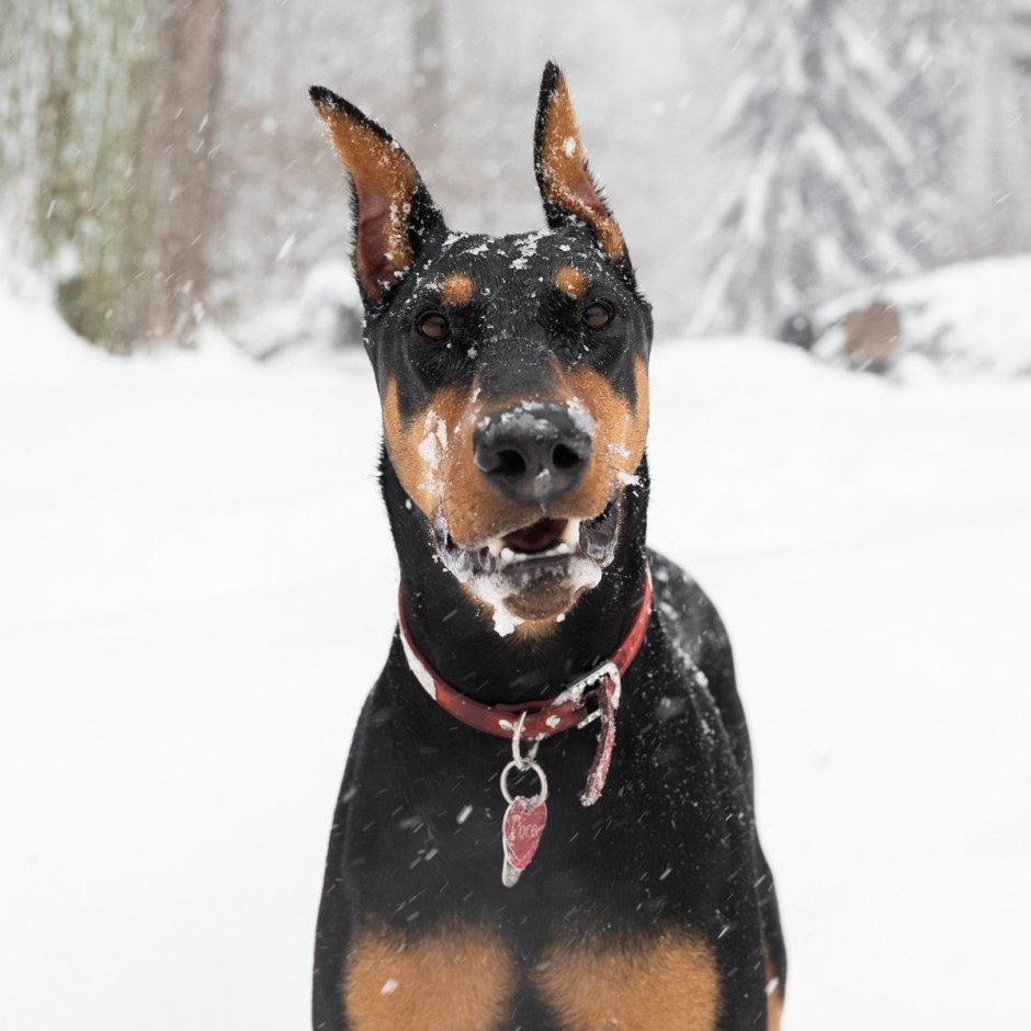 Доберман и бульдог