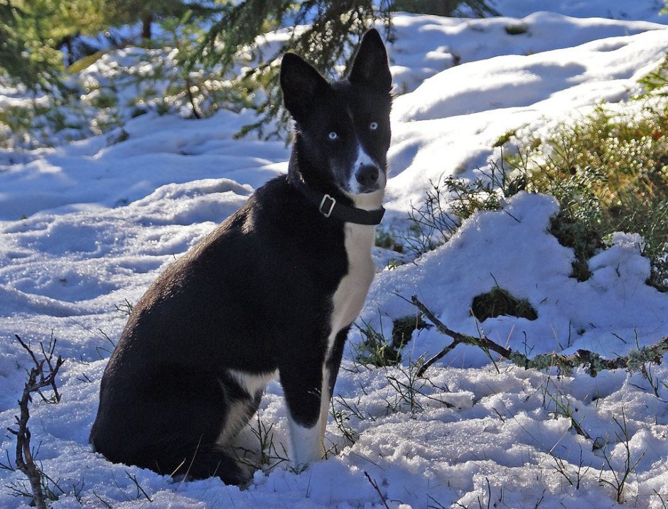 Смесь добермана и хаски