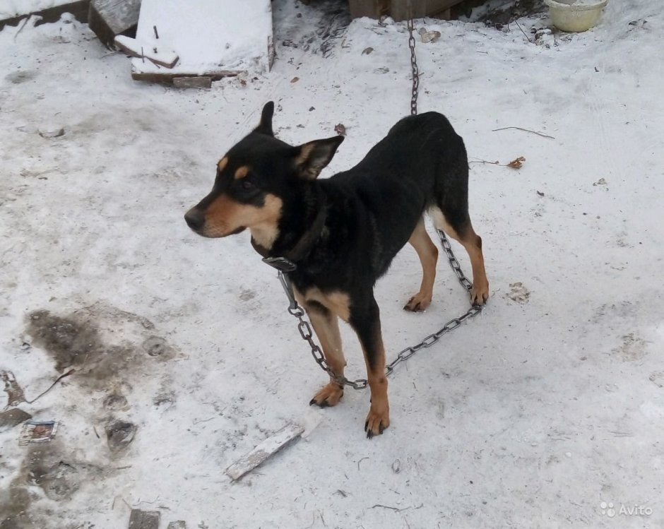 Метис овчарка ротвейлер Доберман