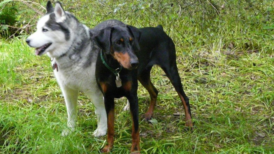 Хаски плюс Доберман
