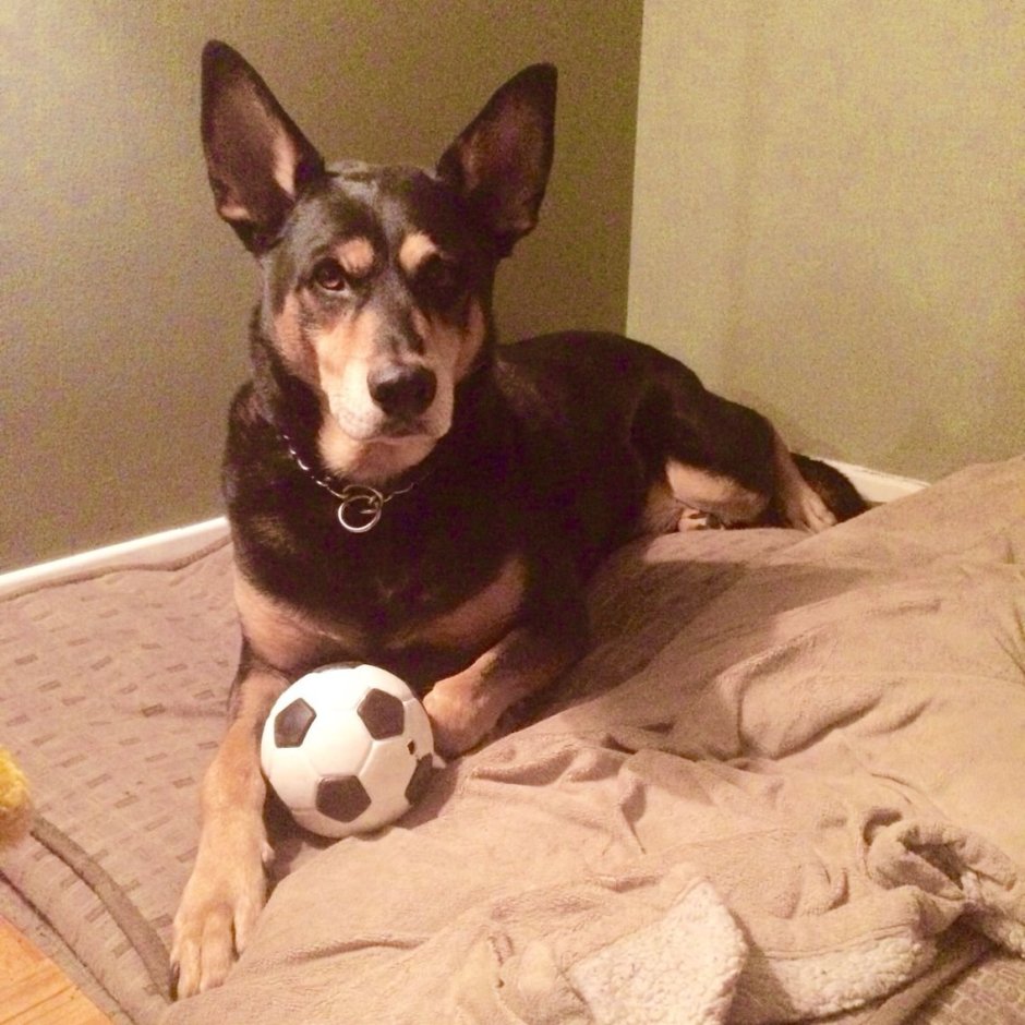 Метис хаски и добермана