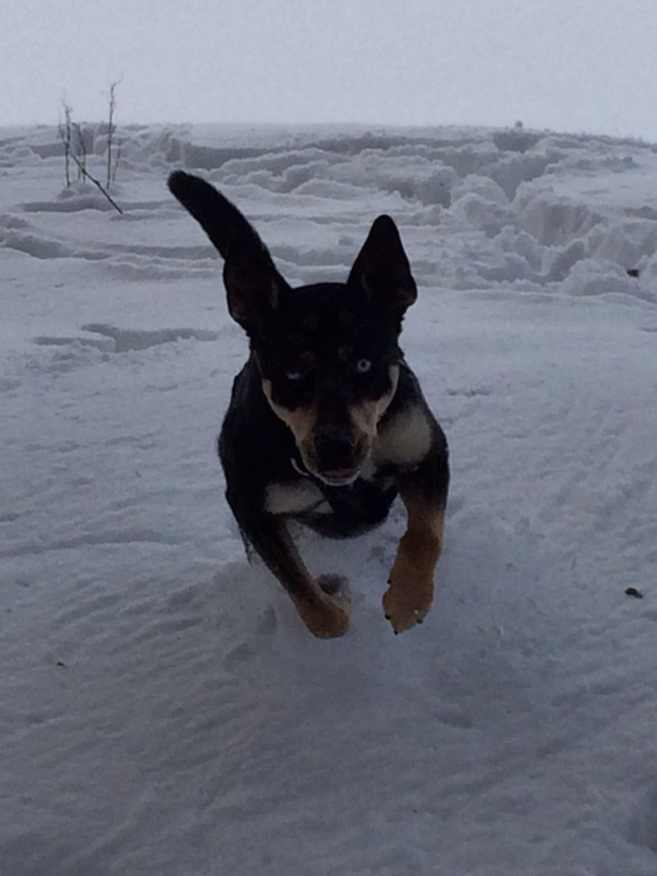 Смесь добермана и хаски