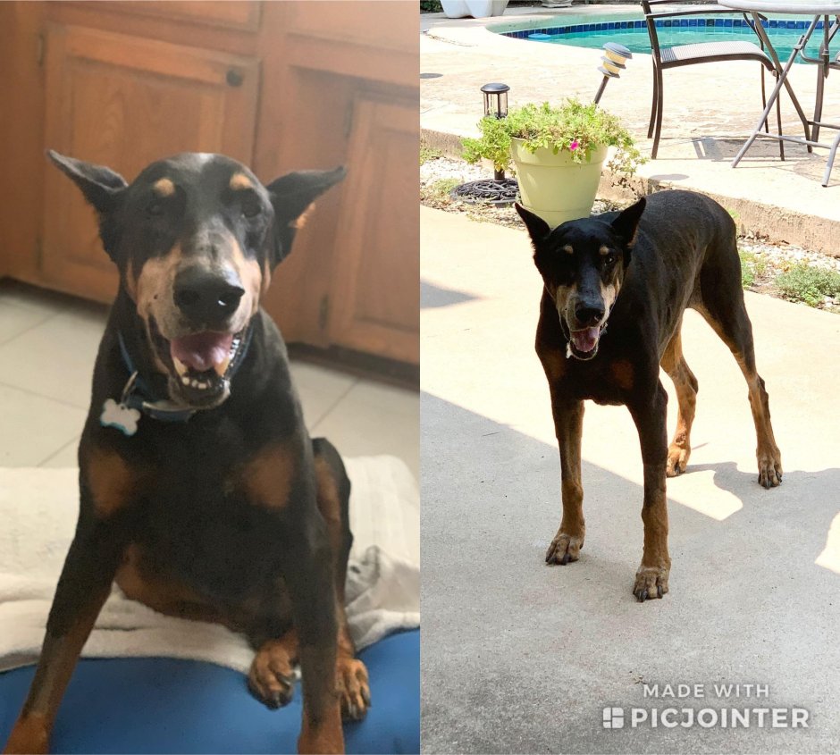 Метис таксы и добермана