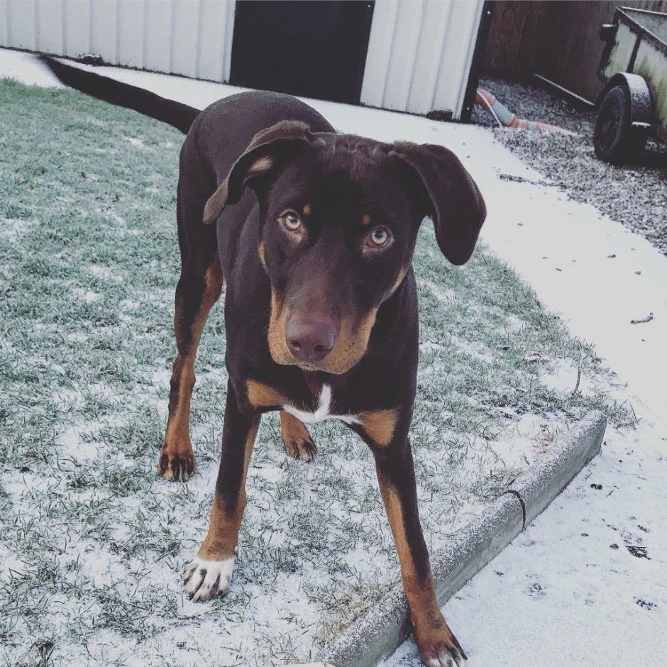 Смесь лабрадора и добермана