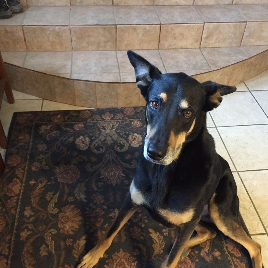 Метис добермана и пинчера