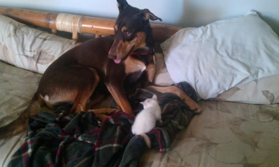 Смесь добермана и хаски