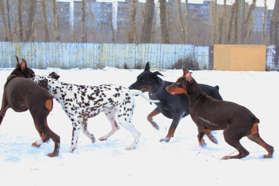 Метис далматина и добермана