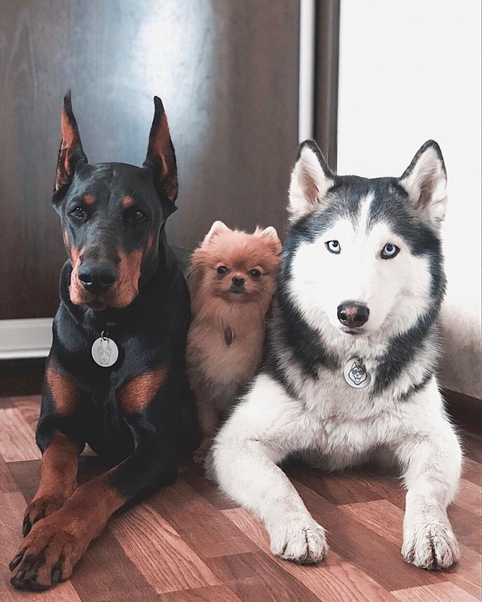 Хаски Доберман и овчарка