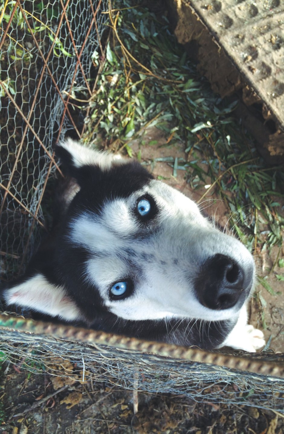 Маламут и Доберман