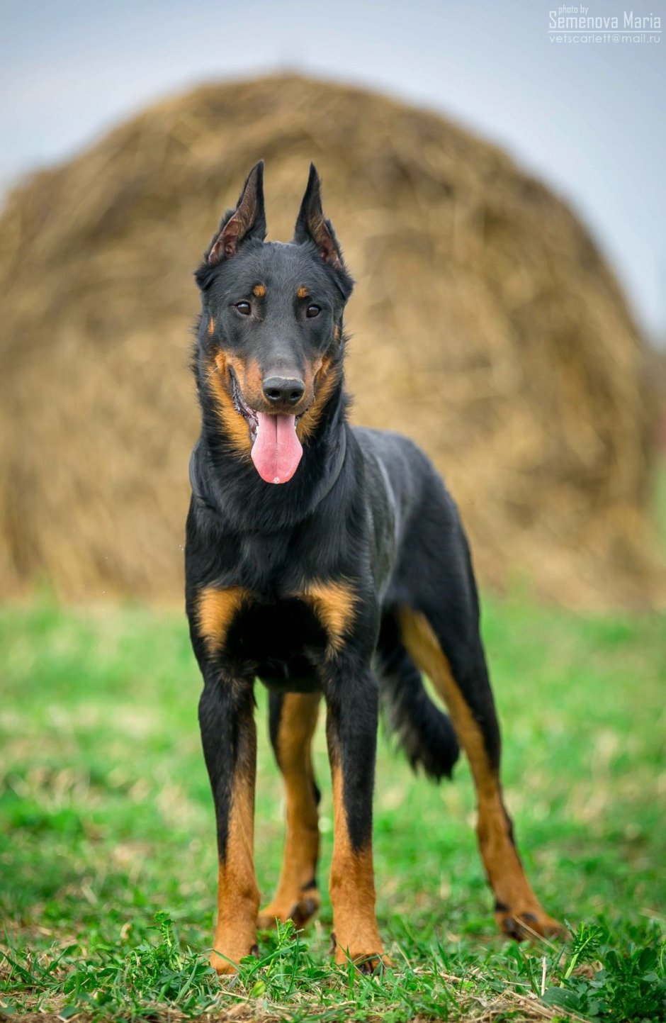 Овчарка Босерон