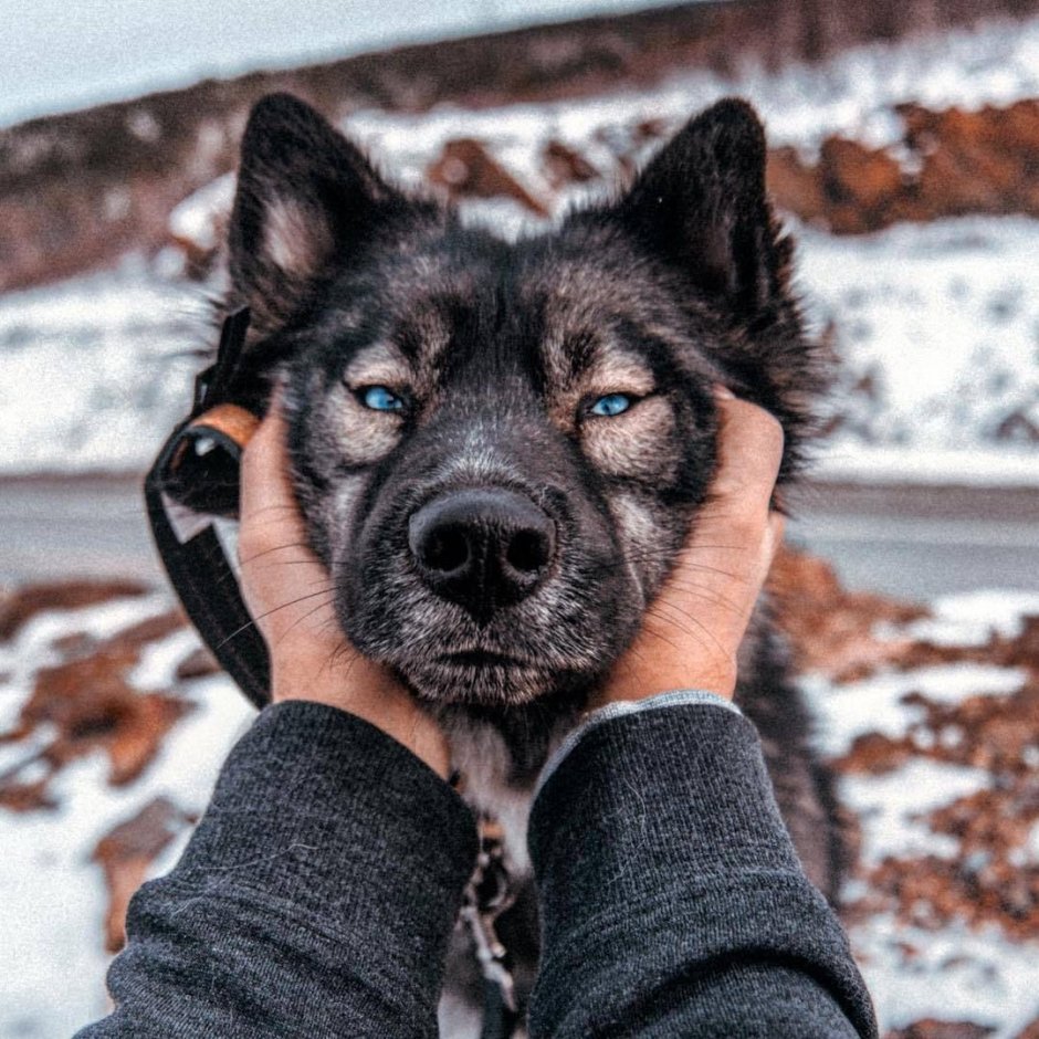 Хаски агути Эстетика тумблер