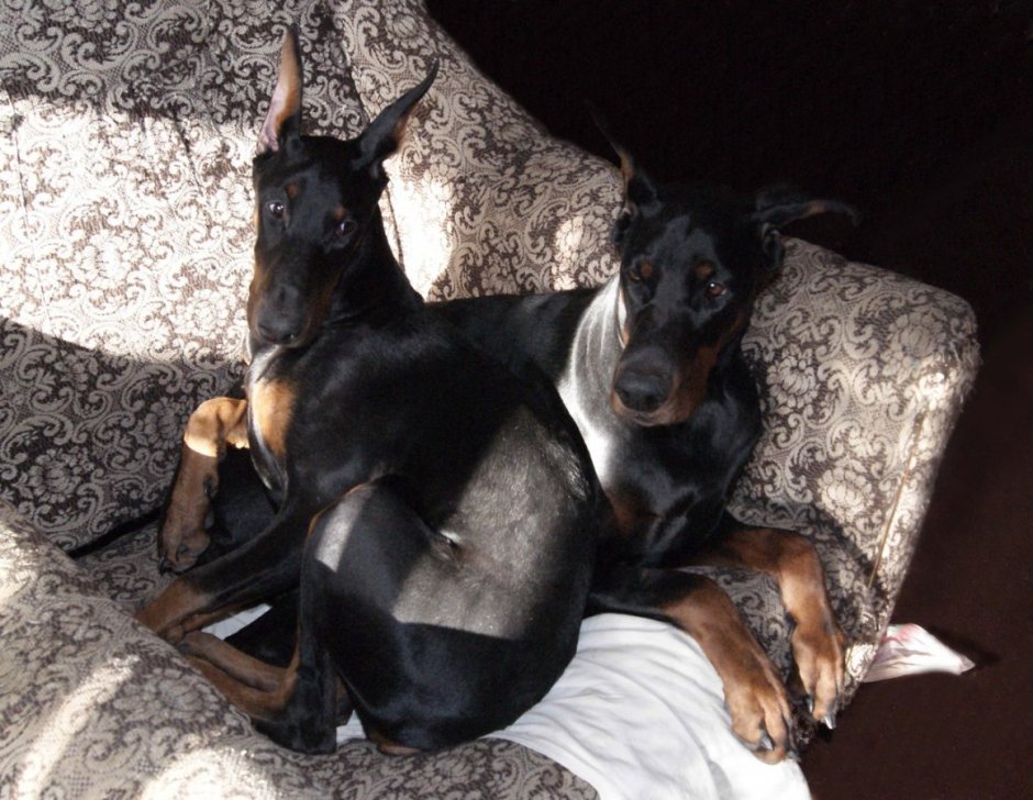 Смесь добермана и далматинца