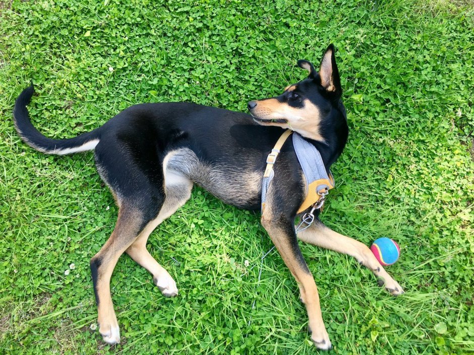 Доберман и хаски