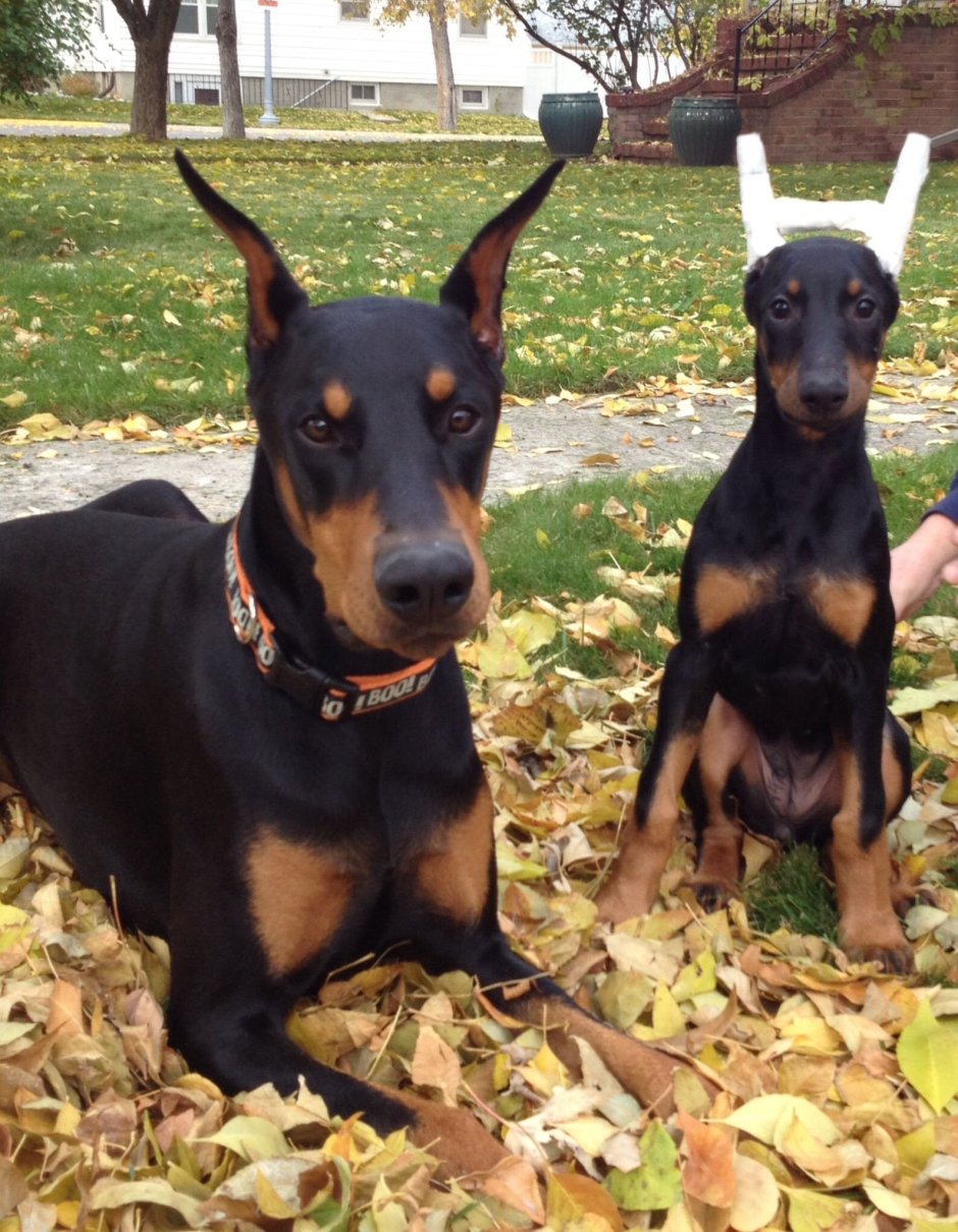 Метис добермана и пинчера