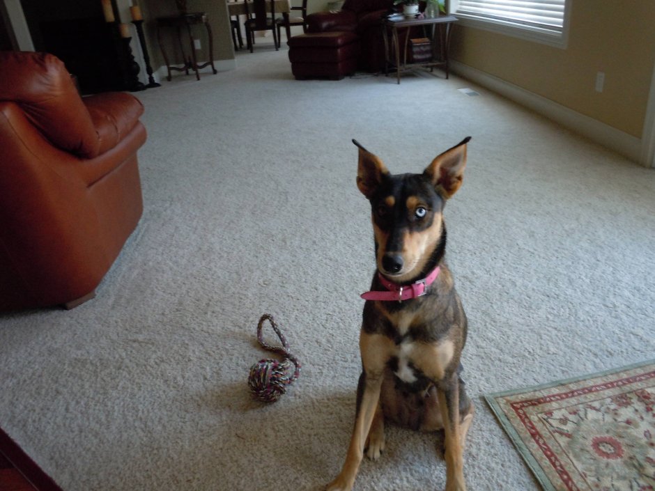 Метис хаски и добермана