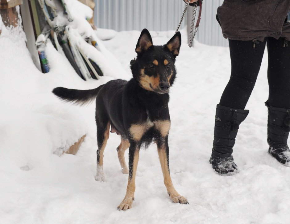 Какой Возраст овчарки Есения