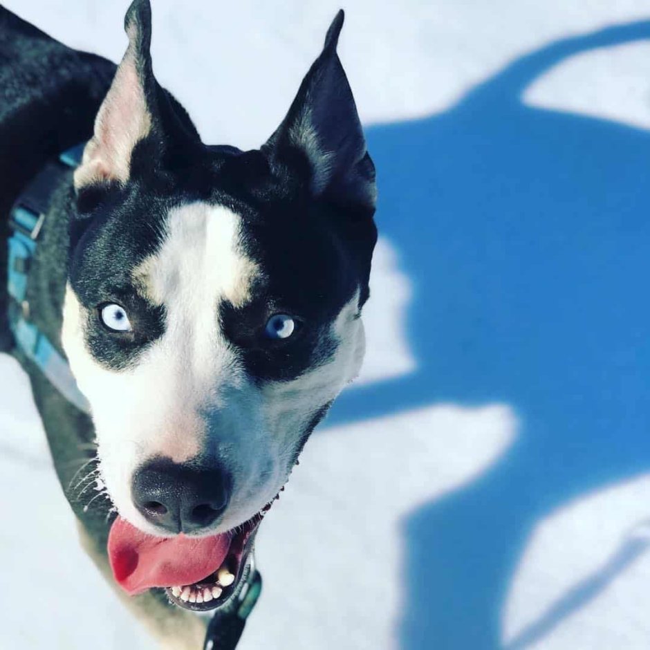 Питбуль хаски метис