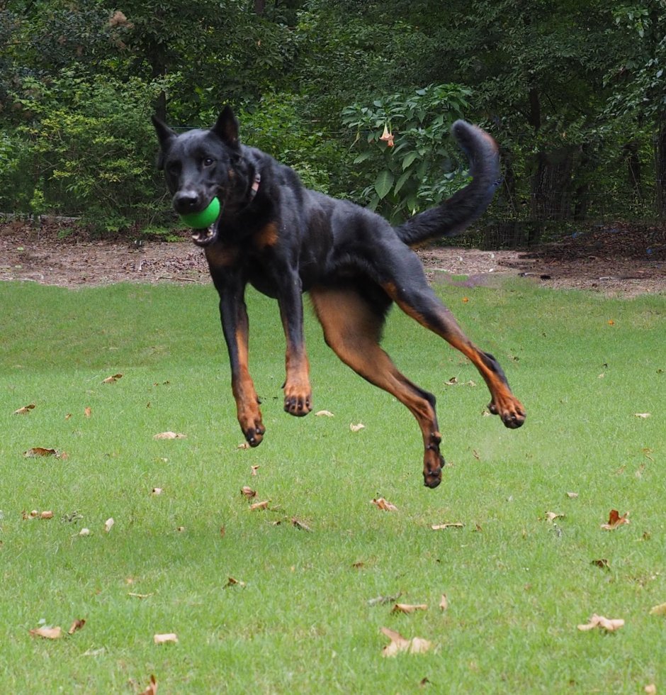 Доберман и Босерон