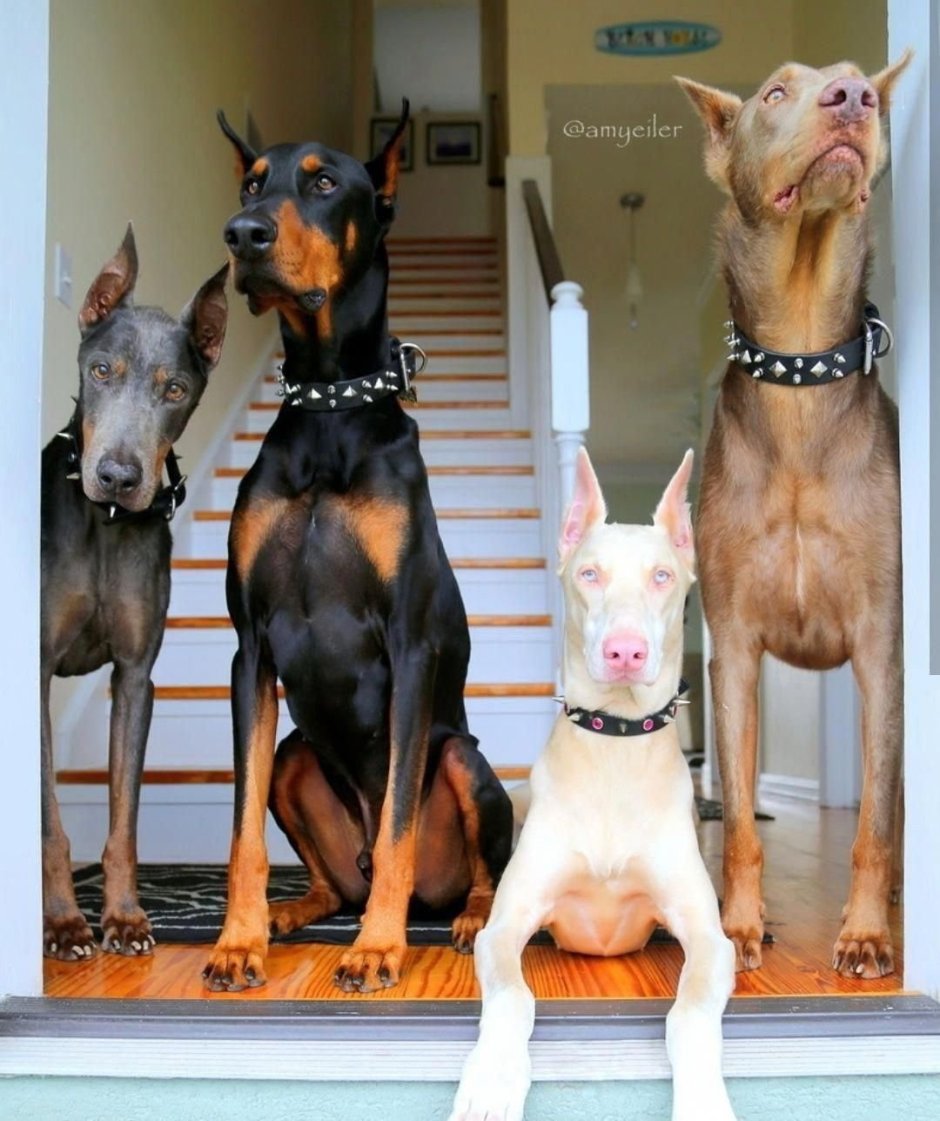 Питбуль Доберман и бультерьер