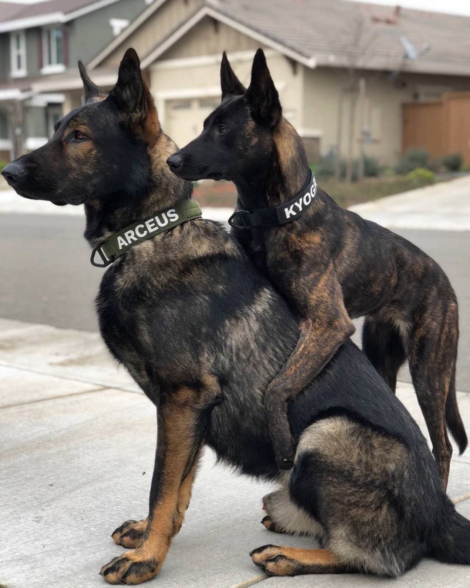 Малинуа и немецкая овчарка