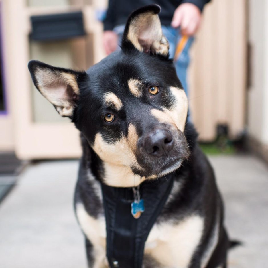 Метис хаски и ротвейлера