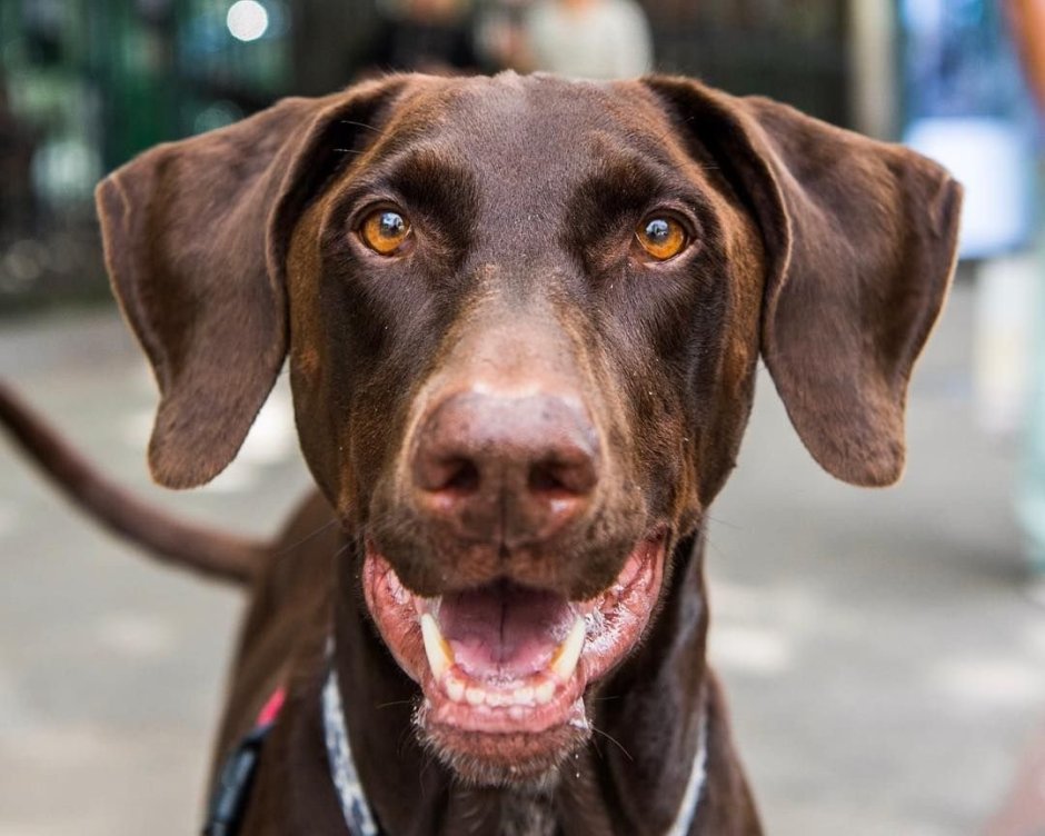 Метис добермана и лабрадора