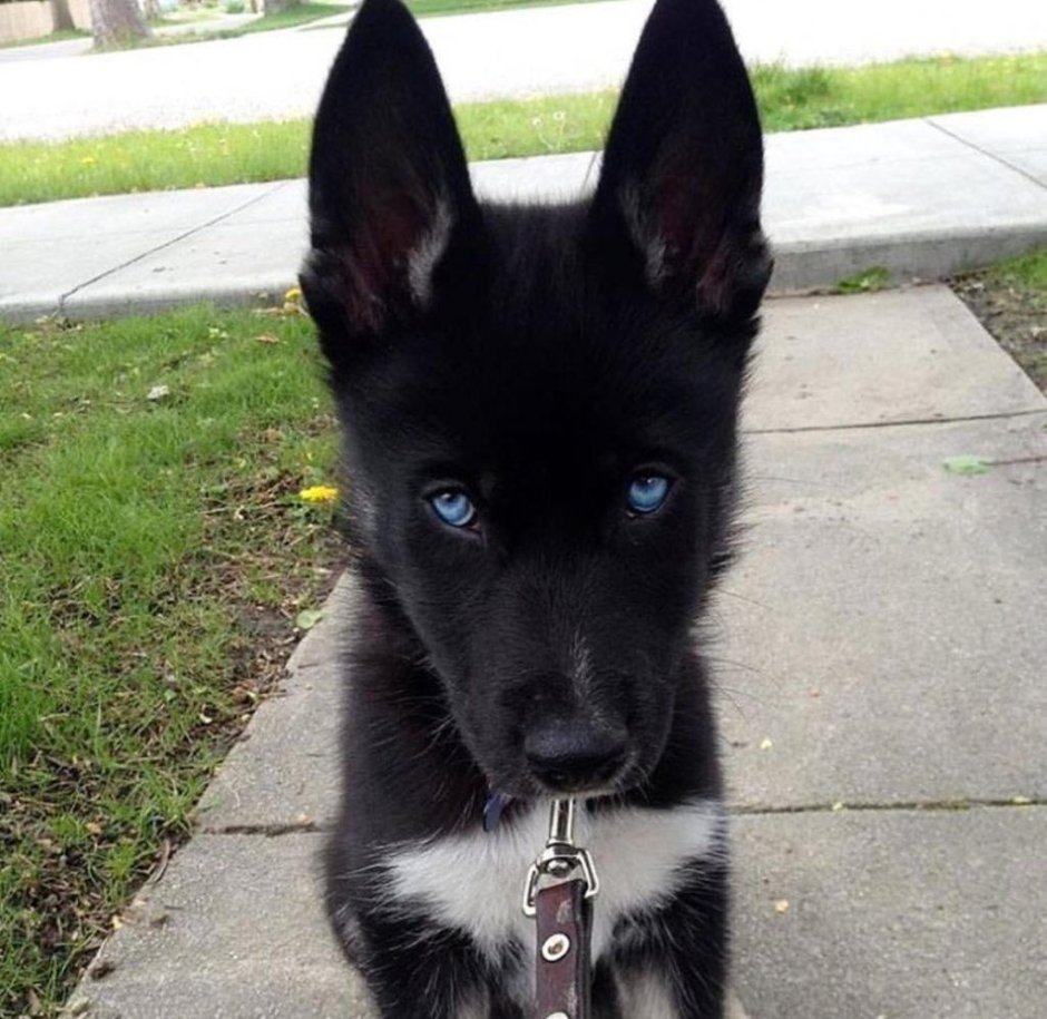 Черный хаски агути и чёрная овчарка