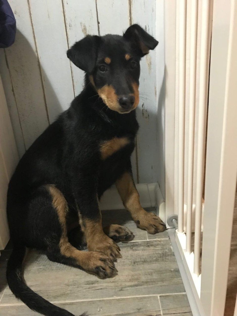 Метис добермана